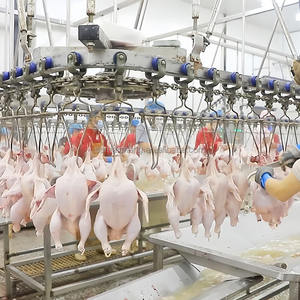 Hühner schlacht linie Hühner schlachthaus Geflügels ch lacht geflügels ch lacht ausrüstung Maschinen - Product Image 1