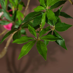 Plantes artificielles en plastique écologique, <span class=keywords><strong>jasmin</strong></span> pleureur, couleur verte, en <span class=keywords><strong>pot</strong></span>, grande plante, décoration d'intérieur, Noël, remise de diplôme - Product Image 4