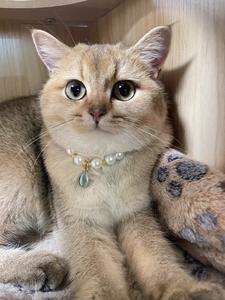 Colliers pour animaux de compagnie en perles de cristal avec perles <span class=keywords><strong>Swarovski</strong></span> Luxe Trend to Glam up Your Furry Friend - Product Image 2