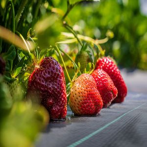 Malla de Cobertura para Jardín, Biodegradable, Control de Plantas, Cubierta para el Suelo, Malla Antihierbas, Cubierta para el Suelo <span class=keywords><strong>vw</strong></span> <span class=keywords><strong>Caddy</strong></span> - Product Image 5