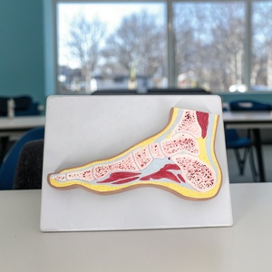 Modèle anatomique transversal de l'articulation du <span class=keywords><strong>pied</strong></span> - Modèle anatomique du torse - Product Image 1