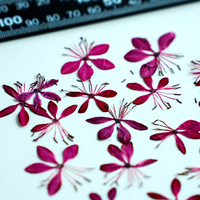 Plantes naturelles Bouquet de fleurs séchées Pressé papillon séché Pois fleur Nail Art, décalcomanies faciales, spécimens de fleurs pressées