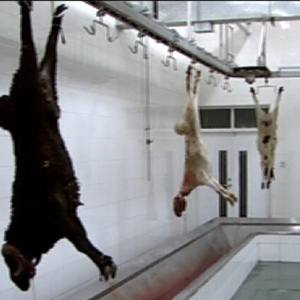 Koyun mezbaha ekipmanı-kuzu Ram keçi koyun otomatik kanama hattı kanama konveyör - Product Image 1