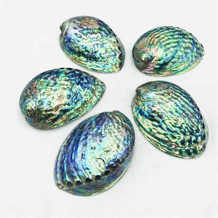 アワビ 貝殻 アワビ磨き | NAKAMITI