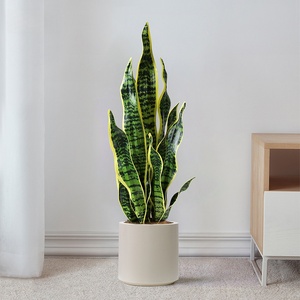<span class=keywords><strong>Planta</strong></span> de serpiente de imitación Premium, Sansevieria artificial para decoración interior del hogar Suministro a granel - Product Image 2