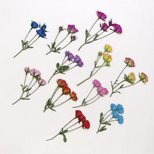 Fleurs <span class=keywords><strong>de</strong></span> <span class=keywords><strong>gypsophile</strong></span> séchées (haleine <span class=keywords><strong>de</strong></span> bébé) pour l'art <span class=keywords><strong>de</strong></span> la résine Fleurs et feuilles séchées pressées pour le bricolage Signets Cadres Fabrication <span class=keywords><strong>de</strong></span> bijoux - Product Image 4