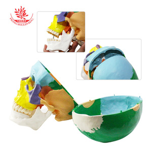 FRT021 แบบจำลองกะโหลกศีรษะขนาดใหญ่สีธรรมชาติ พร้อมการสาธิตการแยกสีกระดูกสำหรับการเรียนการสอน; แบบจำลองกะโหลกมนุษย์สำหรับการแยกสีกะโหลกทางการแพทย์ - Product Image 4