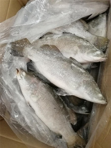 Barramundi intero congelato Premium-appena pescato e congelato da Kingsunfoods - Product Image 2