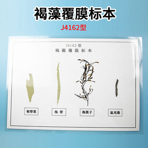 ตัวอย่างสาหร่ายสีน้ำตาลเคลือบสีดั้งเดิม J43113 อุปกรณ์ทดลองทางชีววิทยา อุปกรณ์การสอนระดับมัธยมศึกษาตอนต้น - Product Image 4