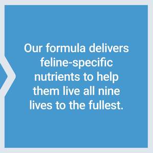 Polvo Certificado por la FDA para Gatos, Aumentador de Peso y Estimulante del Apetito de Alto Contenido Calórico, Suplemento Aprobado para Mascotas con Vitaminas y Minerales - Product Image 6