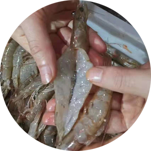 Machine de découpe de crevettes intelligente automatique petite viande d'épluchage de dos de crevettes et processeur d'ouverture arrière - Product Image 5