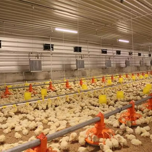 Chăn Nuô<span class=keywords><strong>i</strong></span> Gà/Lớp Trứng Gà/Gia Cầm Trang Trạ<span class=keywords><strong>i</strong></span> Nhà Thiết Kế Gà Coop Tự Động Gia Cầm Gà Mạnh Mẽ - Product Image 1