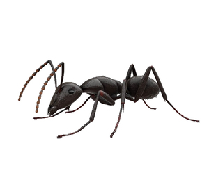 Polyrhachis 개미 추출물 블랙 개미 분말 블랙 개미 추출물 50:1 - Product Image 2