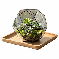 Vas Tanaman Sukulen Mini Terarium Kaca Geometris Wadah Lanskap Mikro Grosir Pesanan Campuran Dekorasi Meja Rumah