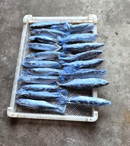 الماكريل الإسبانية المستديرة المجمدة للبيع المأكولات البحرية المجمدة - Product Image 2