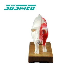 สถาบันวิจัยสัตว์เลี้ยงในโรงพยาบาลสัตว์ใช้แบบจำลองทางกายวิภาคของหมูจุดฝังเข็มและโครงสร้างทางกายวิภาค - Product Image 6