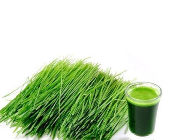 Wholesale Young Barley Grass Juice Powder