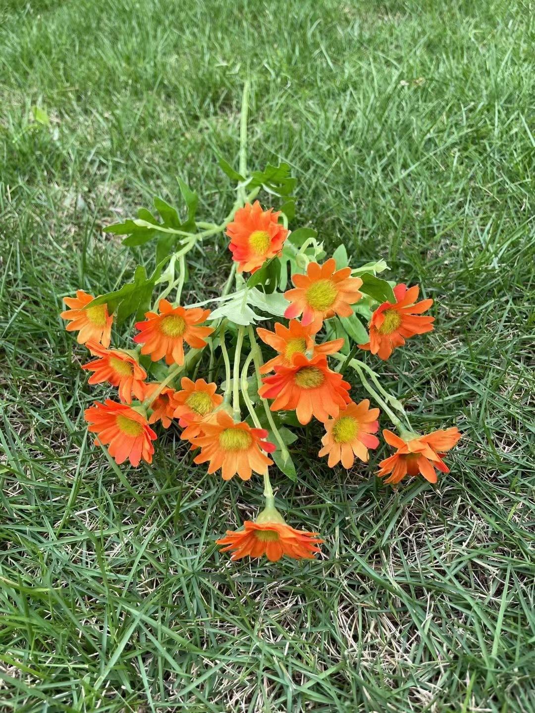 16 cabeza de manzanilla naranja