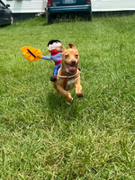Lustiges Cowboy-Kostüm für Haustiere Verstellbare Hunde- und Katzenkleidung für Halloween und Partys