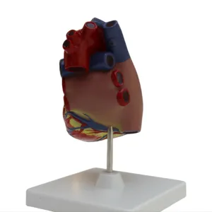 نموذج تشريح القلب، نموذج تشريحي للمدرسة والمستشفى بوضوح عالٍ(3x)