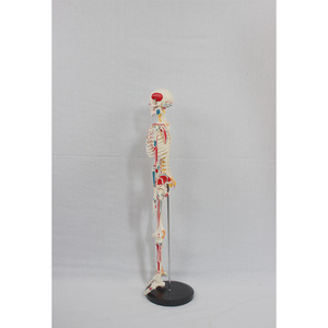 Squelette sur mesure de 85 cm avec disques intervertébraux, moitié des points d'origine et d'insertion des muscles, et ligaments ; membres - Product Image 2