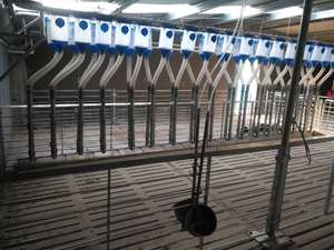 กรงเลี้ยงสัตว์ กรงเลี้ยงสุกรสำหรับขุนสุกร กรงขุนสุกร กรงสำหรับเลี้ยงสุกรระยะหลังหย่านม คอกเลี้ยงสุกรระยะหลังหย่านม - Product Image 6