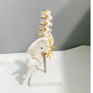 Becken-Lendenwirbelsäulen-Nerven-Knochen-Skelettmodell für Geburtshilfe, Gynäkologie, Orthopädie und Schmerztherapie, Kleines 5-Teiliges Beckenmodell - Product Image 5