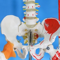 Squelette humain grandeur nature de 85 cm à 170 cm, squelette médical complet amovible avec modèle d'anatomie musculaire