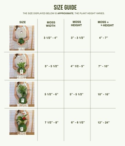 <span class=keywords><strong>Sansevieria</strong></span> Hahnii Gold Country Style Kokedama Kit con bola de musgo para suelo con plantas de interior y jardín en macetas elegantes - Product Image 5