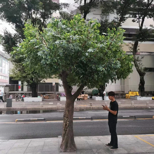 <strong>Fake</strong> Plastic <strong>Plants</strong> Decorative Ficus Trees <strong>Large</strong> Artificial Banyan Tree - Product Image 2
