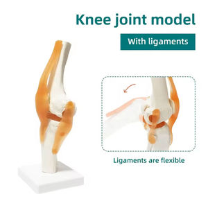 อุปกรณ์การสอนวิทยาศาสตร์ทางการแพทย์โครงกระดูกข้อเข่าของมนุษย์พร้อมแบบจำลองข้อเข่า - Product Image 3