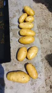 Produit agricole en gros bon marché en vrac de haute qualité pour la patate douce - Product Image 6