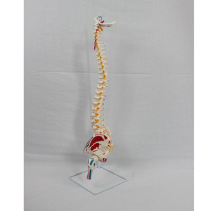 Un modelo de las vértebras naturales grandes, el círculo pélvico, el fémur y los nervios espinales que se atan al sacro, con su origen y... - Product Image 3