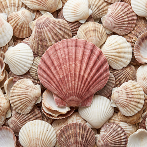 Conchas de almeja pulidas, blancas naturales, de Vietnam, para manualidades, decoración del hogar, fabricación de joyería, precio al por mayor. - Product Image 1
