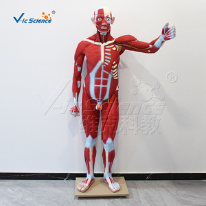 Modèle d'anatomie musculaire du corps entier masculin VICl102, 176 cm (29 pièces) - Product Image 1