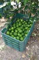 Citron vert sans pépins frais d'origine vietnamienne, citron vert de haute qualité, taille 6 cm, approvisionnement stable toute l'année pour les partenaires internationaux