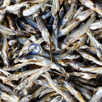 Séchoir industriel à pompe à chaleur pour la séchage des anchois, du saumon et de toutes sortes de fruits de mer