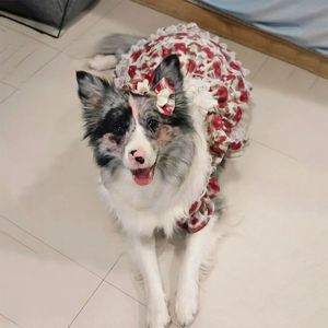Vêtements pour animaux de compagnie de luxe OEM ODM, robe Lolita moderne pour chiens, été, printemps, hiver, XL, polyester, nouveaux vêtements pour chiots - Product Image 4