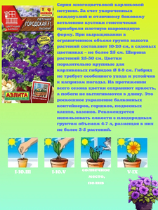 Kit de plantes en pot de pétunia nain de haute qualité pour la plantation au sol, pétunia miniature pour la décoration de la maison - Product Image 5