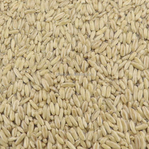 Grano de avena de alta calidad Venta caliente Original Flavar a granel sin cáscara Semillas de avena amarillas Venta - Product Image 3