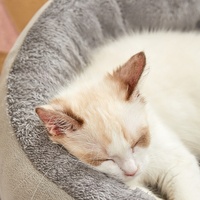 Lit pour animaux de compagnie de luxe, écologique, moderne, ovale, en peluche, respirant, pour chiens et chats de taille moyenne/grande, utilisable toute l'année