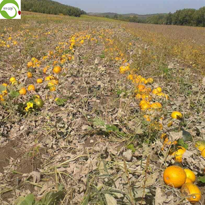 Semillas de Calabaza <span class=keywords><strong>Blancas</strong></span> Secas <span class=keywords><strong>Comestibles</strong></span> Crudas a Precio de Fábrica en China, Gran Oferta - Product Image 3