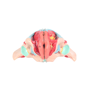 نموذج تشريحي للحوض من كلوريد البولي فينيل لكبار السن من الإناث بما في ذلك الأعضاء التناسلية والأعصاب الوعائية للتدريب على العلوم الطبية في المدارس - Product Image 5