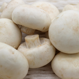 Detan白ボタンキノコ - Product Image 5