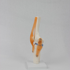 Levensgroot menselijk kniegewrichtsmodel, plastic kniegewrichtsmodel, anatomisch <span class=keywords><strong>PVC</strong></span>-<span class=keywords><strong>model</strong></span> voor demonstraties, OEM-aanpassing - Product Image 2
