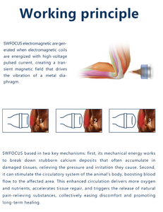 Professional Portable Physical Wave Electromagnetic Focus <strong>Shock</strong> Physiotherapy Machine for <strong>Cellulite</strong> Reduction and ED <strong>Treatment</strong> - Product Image 3