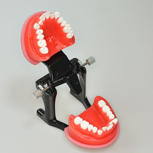 Modèle de typodont dentaire ciré pour orthodontie, pratique orthodontique - Product Image 2