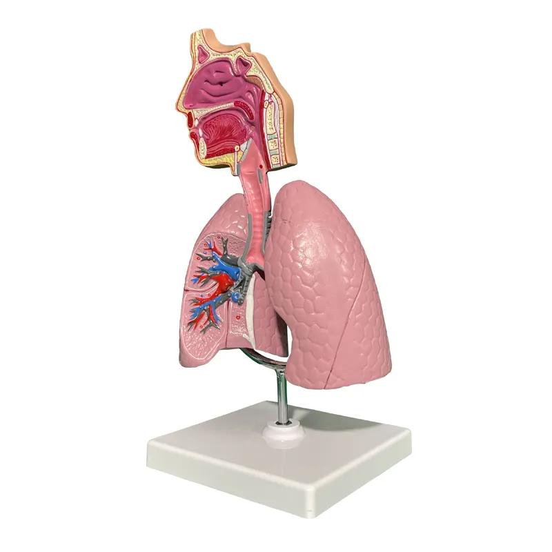 Modèle anatomique du squelette humain, modèle du système respiratoire, modèle des poumons respiratoires