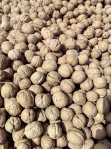 Premium Kwaliteit Walnoten Alle Natuurlijke Producten Groothandelsprijzen Walnoot In Bulk Hete Verkoop Natuurlijke Rauwe Walnoten - Product Image 6