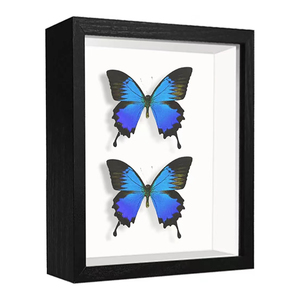 Wholesale Specimen Natural Wooden Photo Frame Double-sided Transparent High Definition Dry Flower Shadow Box Frame